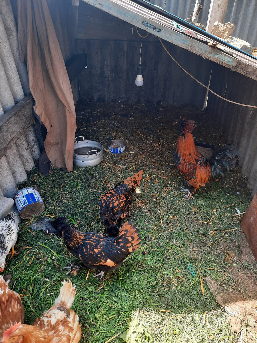 Мои пупсики 