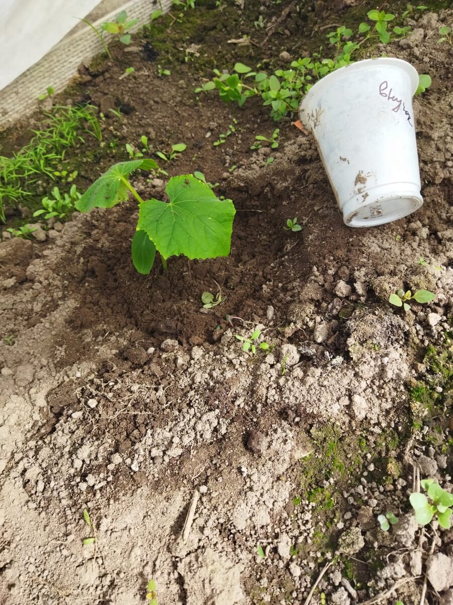 А у этого оборвала половину корней