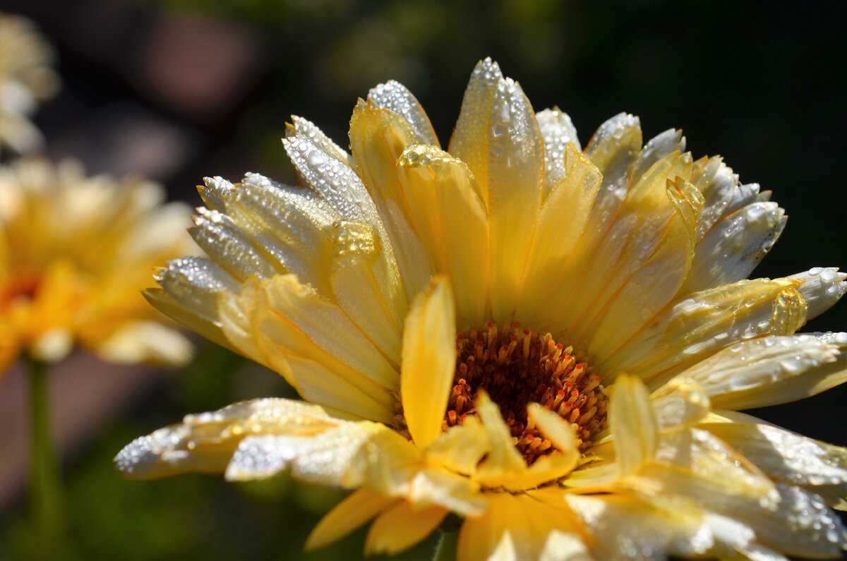 Фото цветка