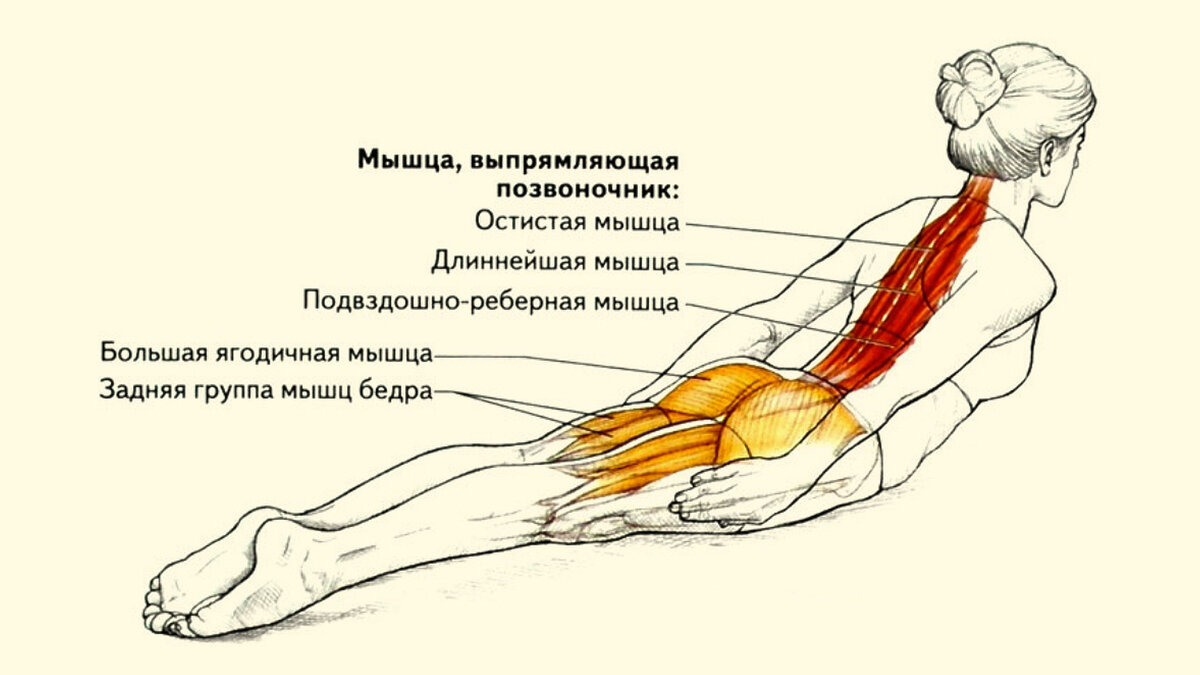 Ягодичный мостик: как правильно делать упражнение, техника