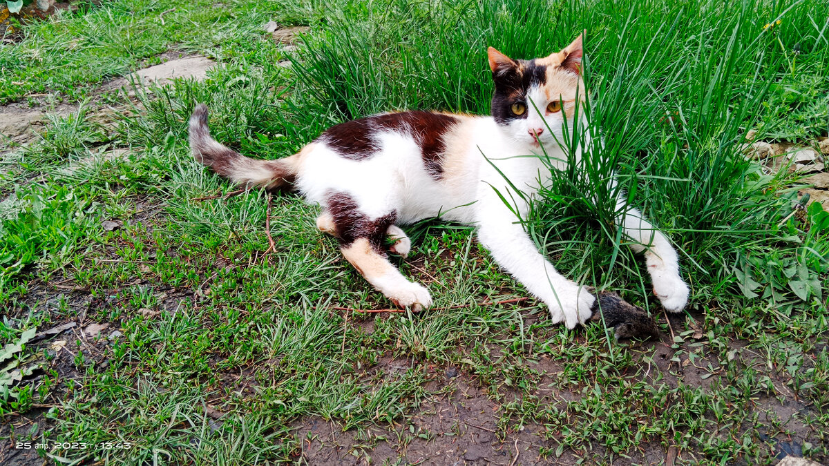 Мыши-это не только еда, но и игрушки.