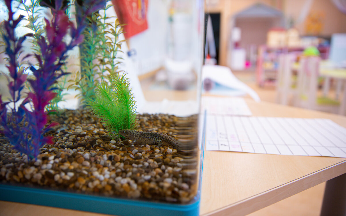 Аксалотль Гога - любимец детей