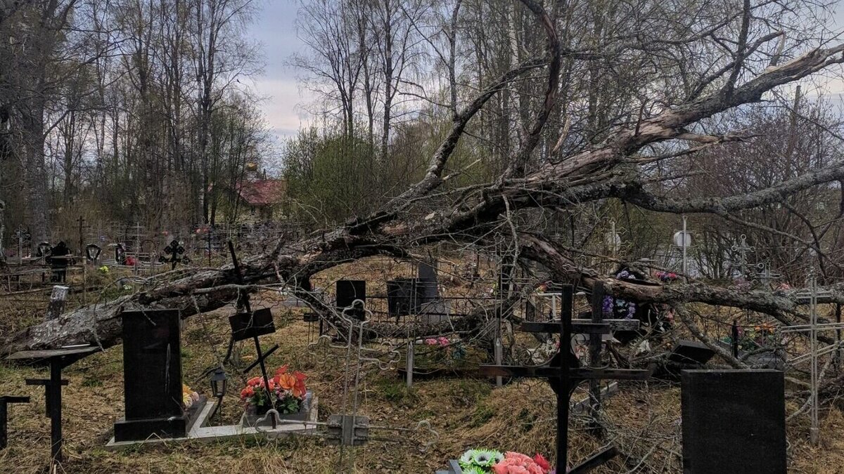     По словам жителей района, таких аварийных деревьев на территории довольно много. Об этом рассказали в соцсетях.