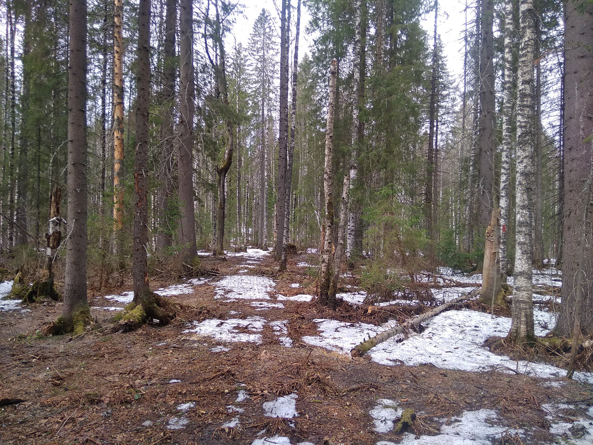 Он же тоже с остатками снегоходного следа