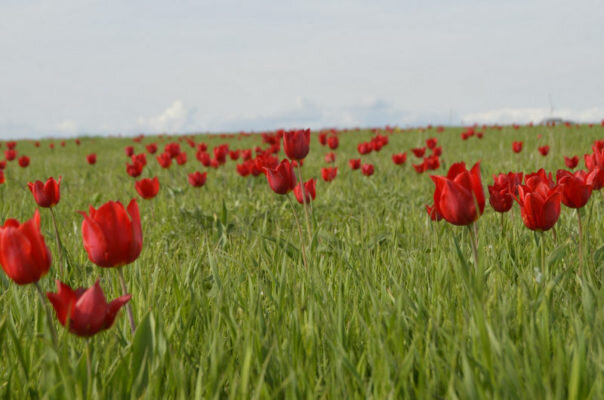   Фото предоставлено Министерством культуры и туризма Республики Калмыкия