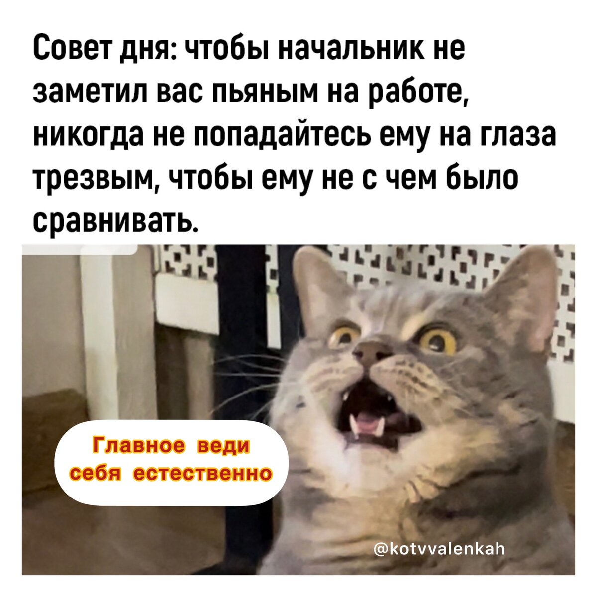 Мемы субботы .. ночная неожиданность 😼 | Кот в валенках Марсель | Дзен