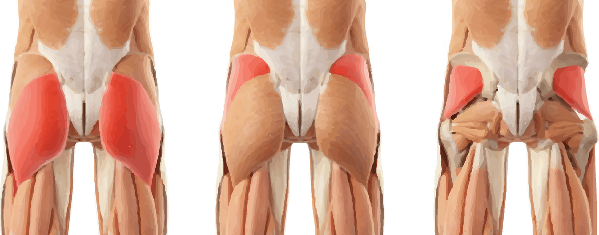 Ягодицы снизу. Gluteus Medius. Малая и средняя ягодичная мышца анатомия. Большая средняя и малая ягодичные мышцы. Gluteus Maximus Medius.