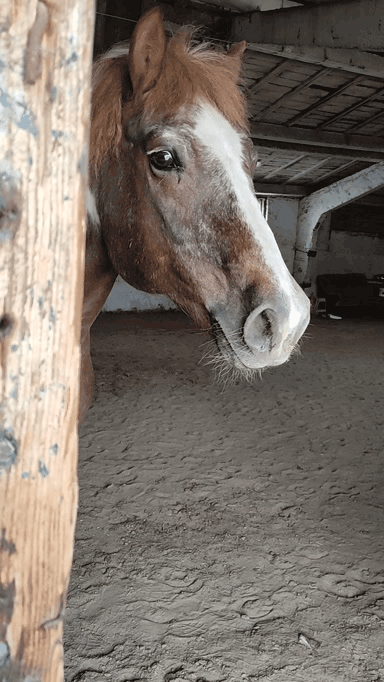 Ушки на макушке 