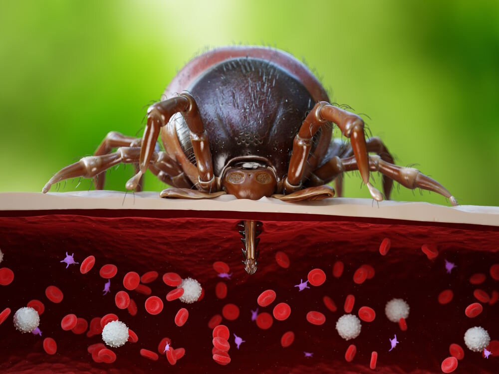 Во время укуса клещ вместе со слюной впускает в ранку анестетик