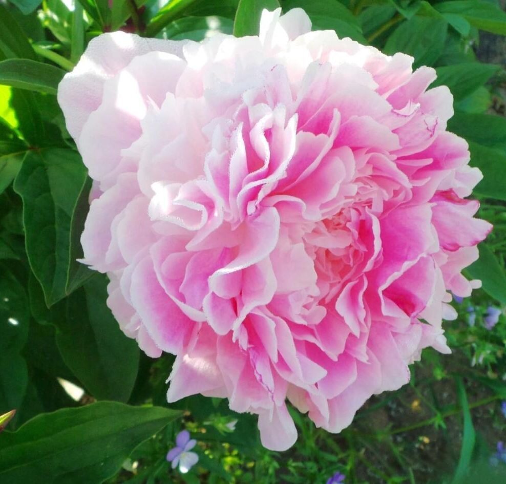 Светлана Удинцева, Фото сорта предоставлено коллекционером пионов Светланой Незнамовой 