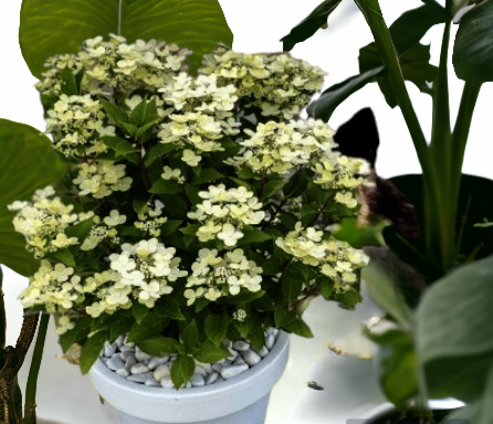 Гортензия Полистар 