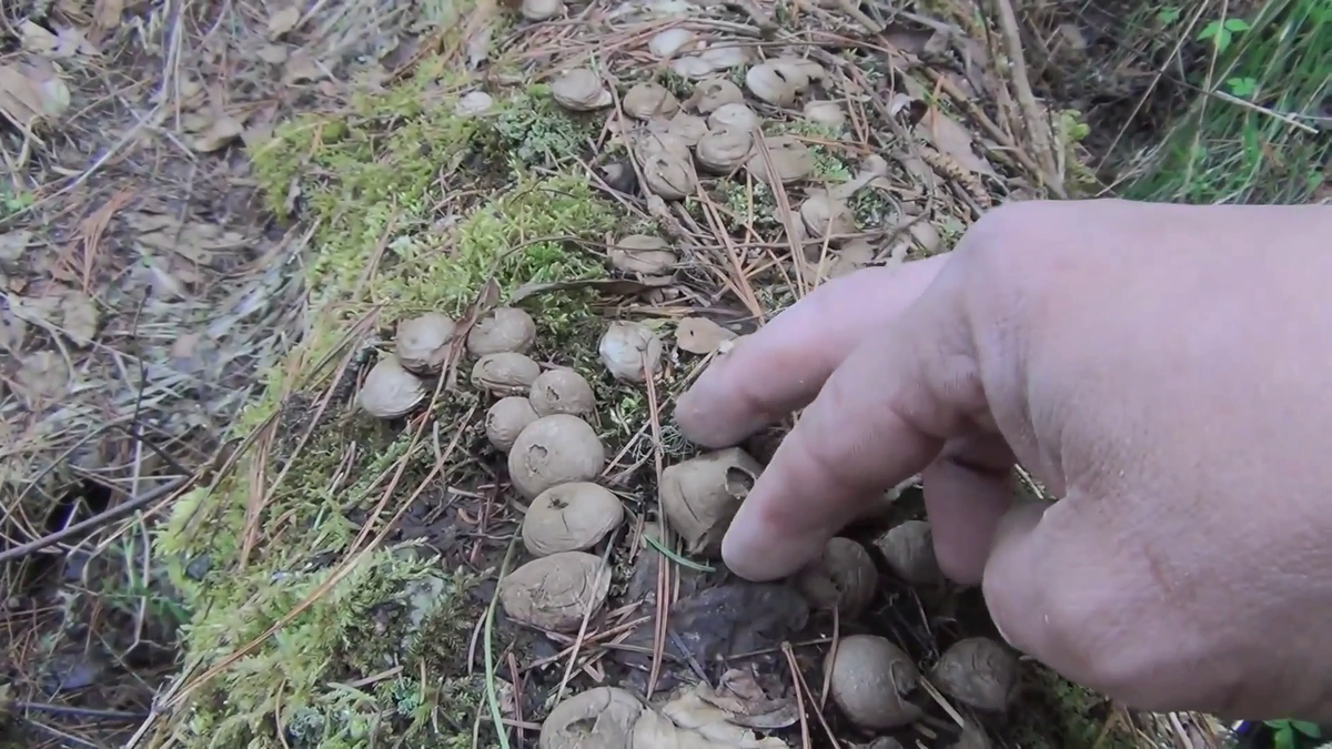 Грибы дождевики дымят - (смотрите на видео внизу статьи)