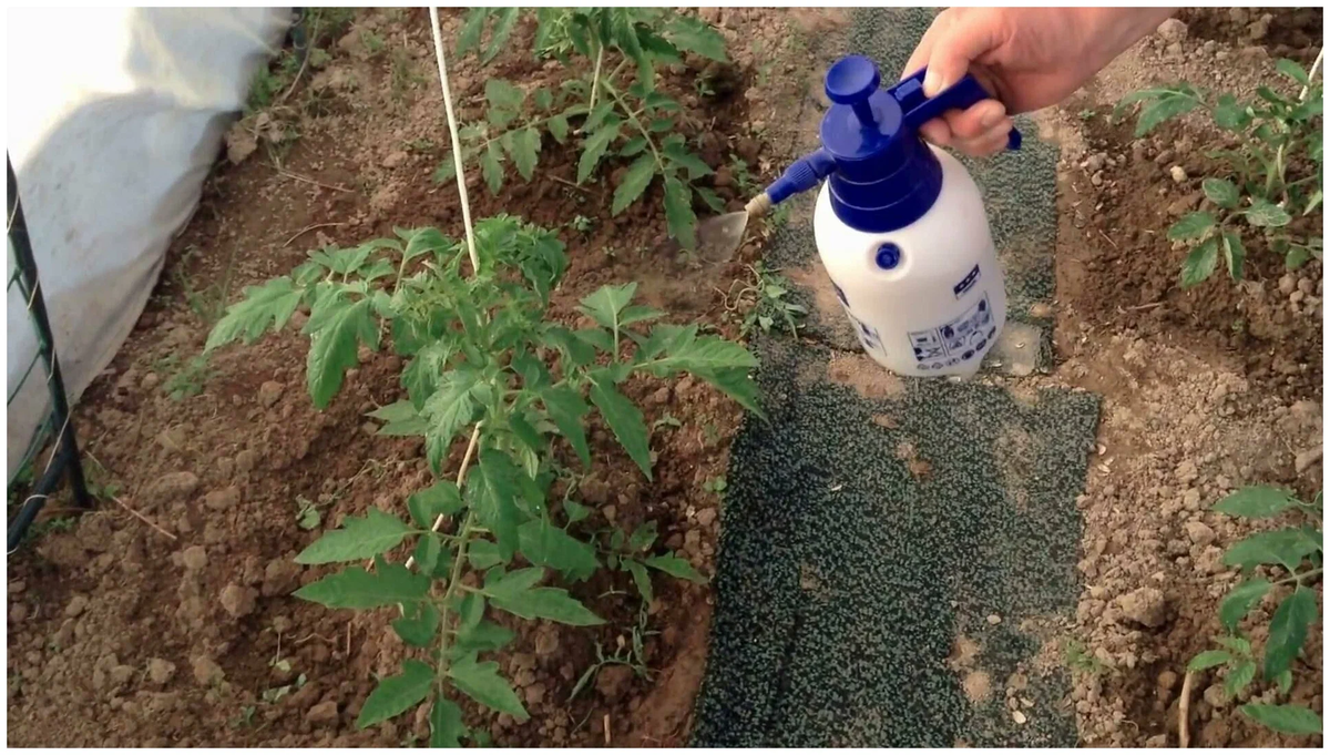 Фотография взята из источника yandex.ru