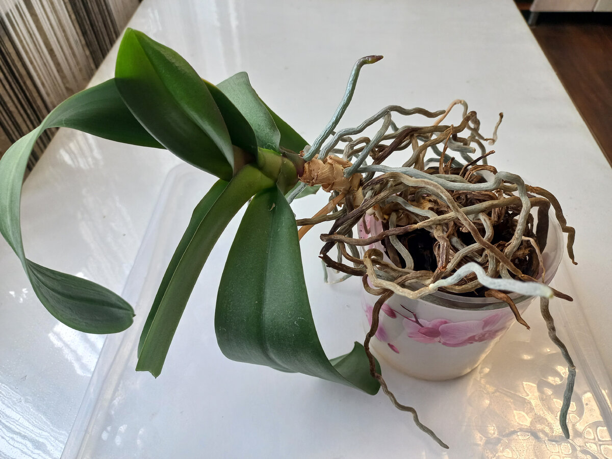 Открытая шейка, листы с хорошим тургогом.