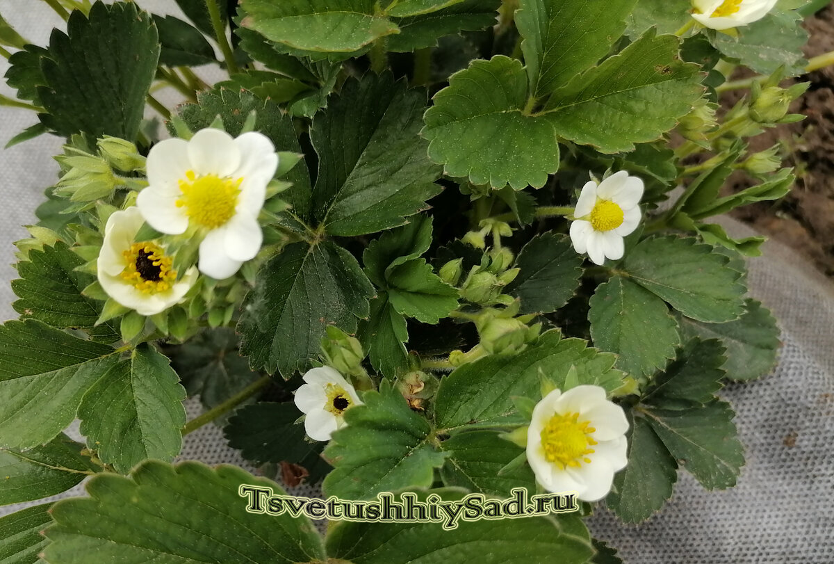 Клубника Остара, ранний сорт, ремонтантная. Черная сердцевина у некоторых цветков это результат возвратных заморозков.