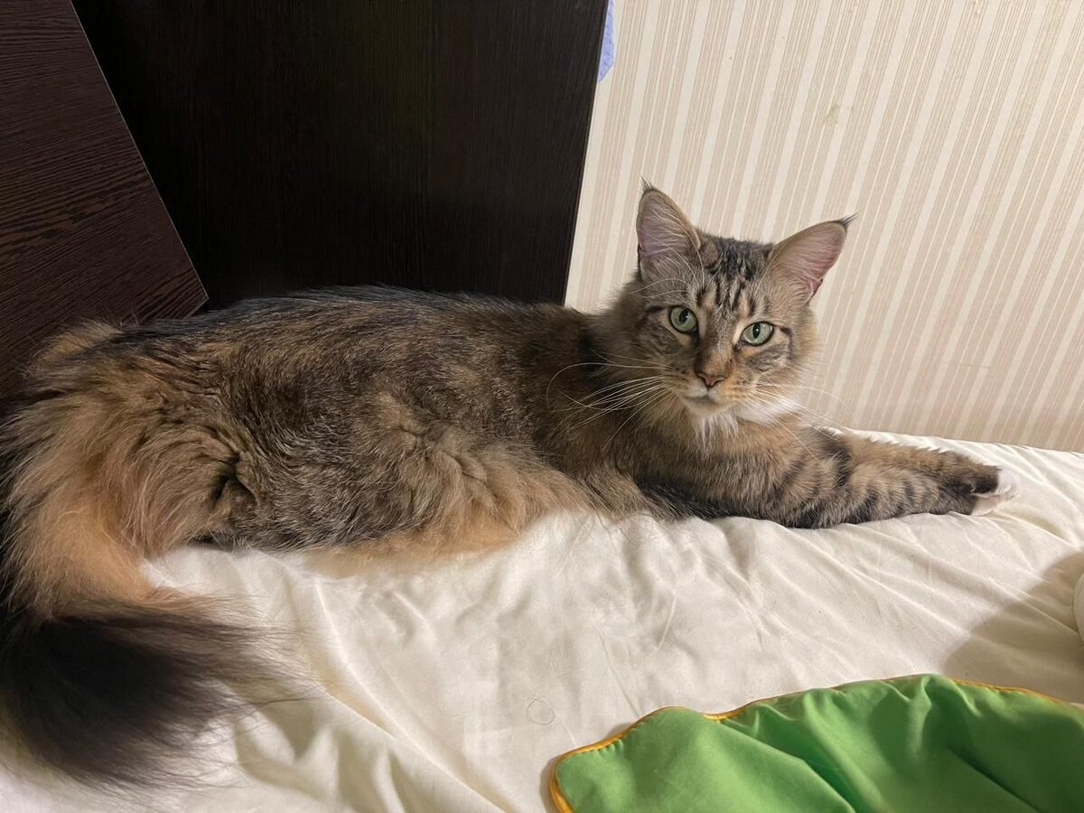 Еще одна фотография из объявления. Кошка испугана и несчастна