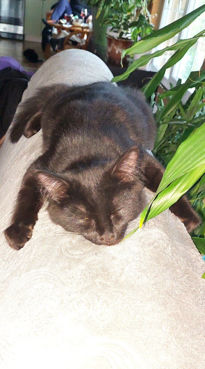 это Кузя в 4 месяца - устал после гулянке