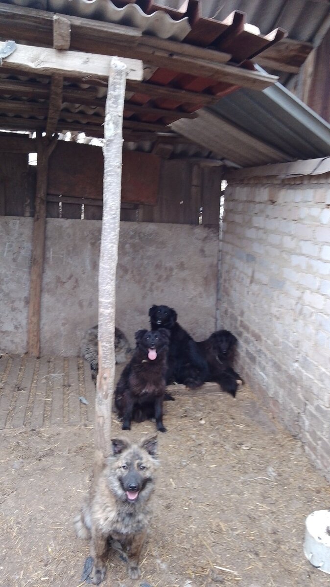 Наши дни! Из жизни уточек 