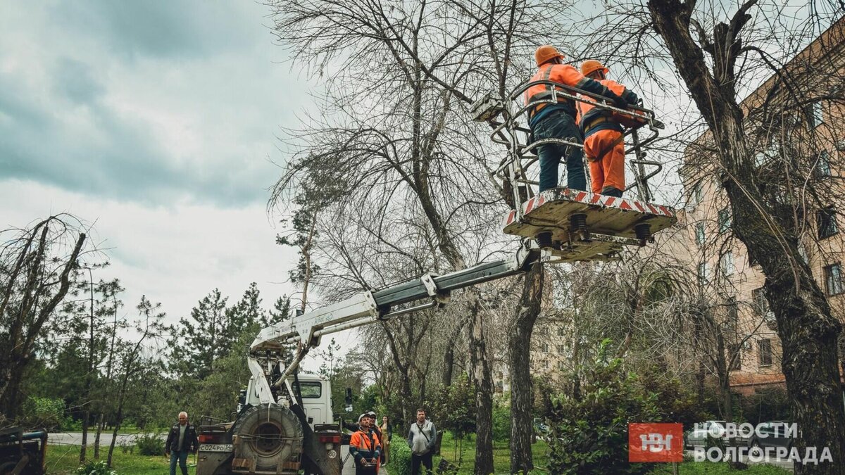     В Волгограде острая проблема сухих деревьев на улицах. Информация о падении сухостоя стала появляться слишком часто. От этого страдают горожане, автомобили и другое имущество. Разбираемся, что не так с волгоградским озеленением.