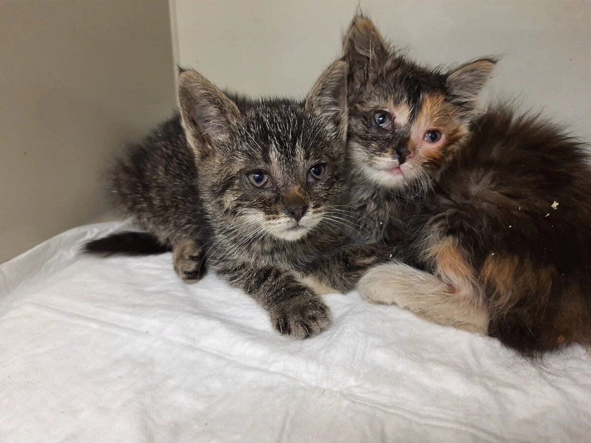 Незуко и Мицури