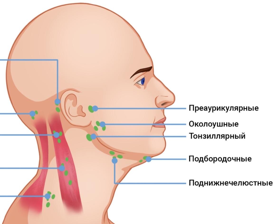 Расположение лимфоузлов на теле человека