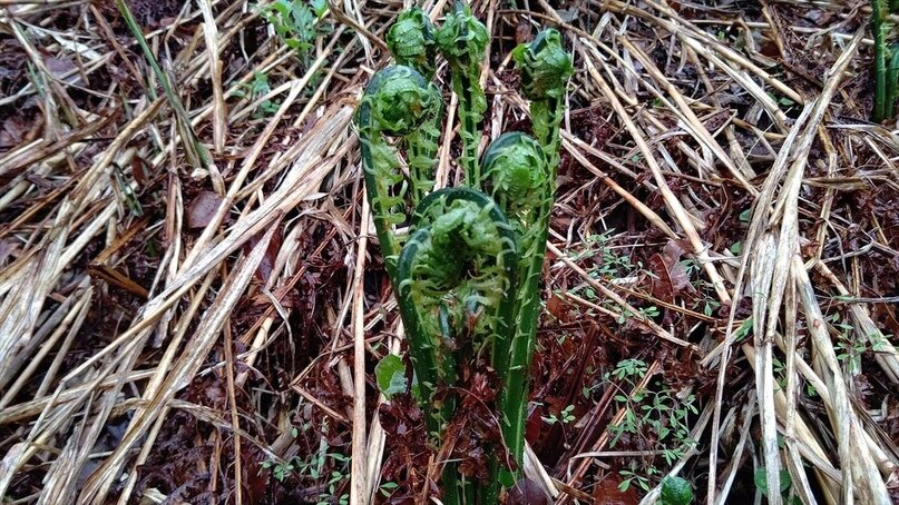 Весенние всходы страусника. В таком виде его собирают.