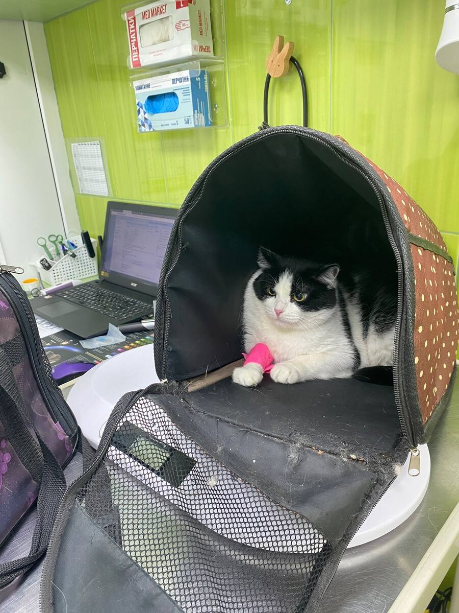 Это Милли, которая была единственным донором. Мы очень благодарны за это. 