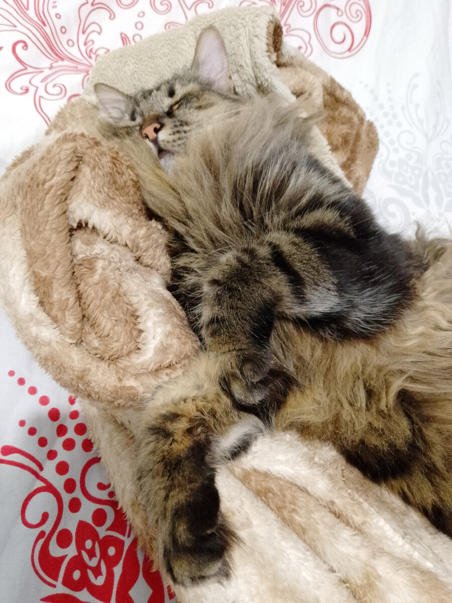 Котофей Кузя спит как хорек