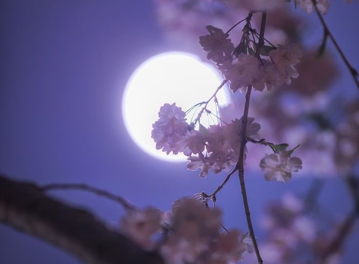 КЛУБНИЧНОЕ ПОЛНОЛУНИЕ 4 июня