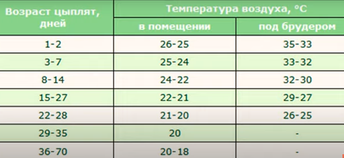 Температура для цыплят несушек по дням