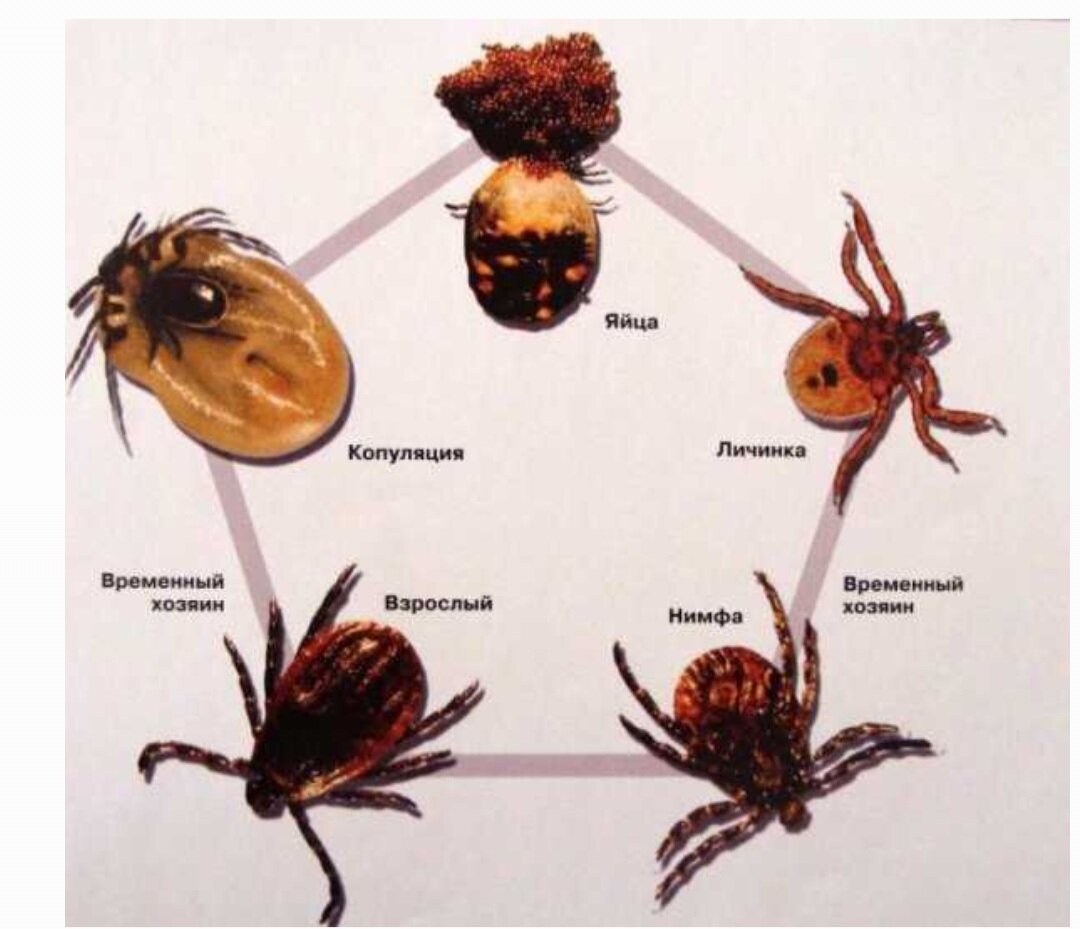 Клещи в Крыму. Сколько стоит провести исследование (анализ) клеща в Крыму.  | Жизнь у моря | Дзен