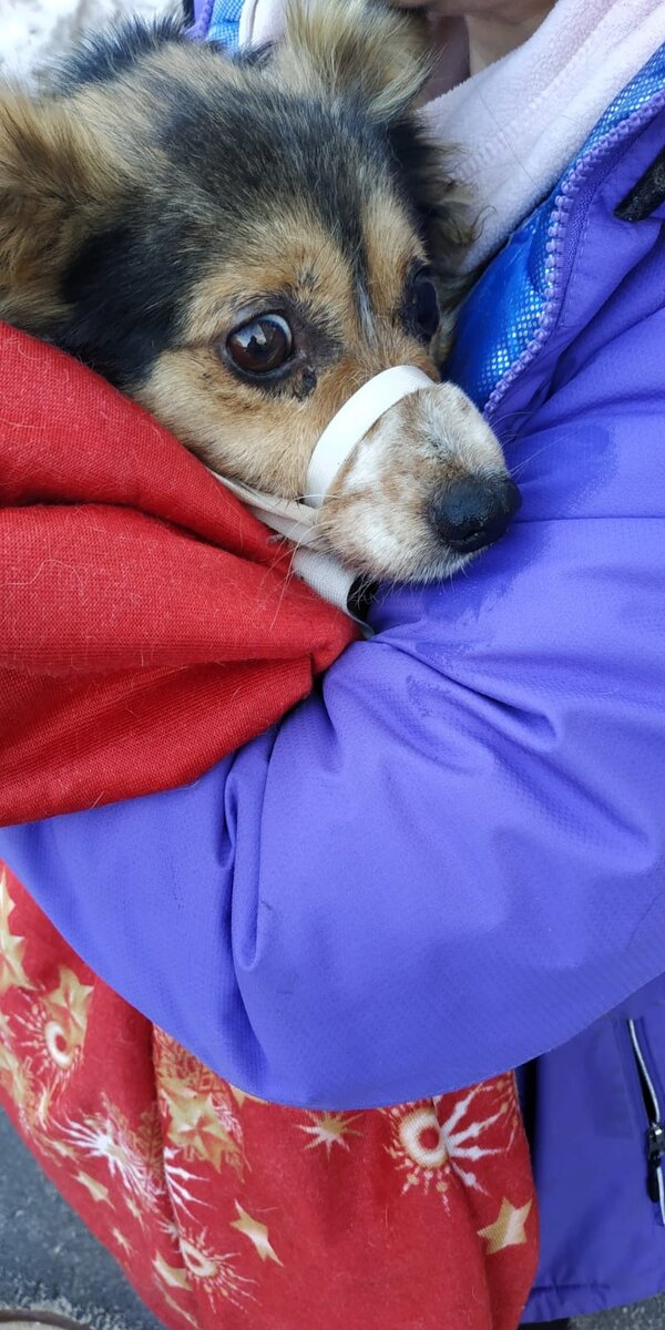 Есть в нашей области такое место, называется отлов собак. Туда поступают собаки с ближайших областей. Просто поток собак.-2