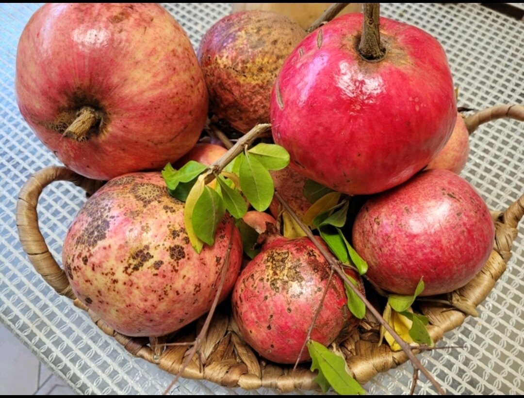 Фото автора.Гранаты из моего сада.