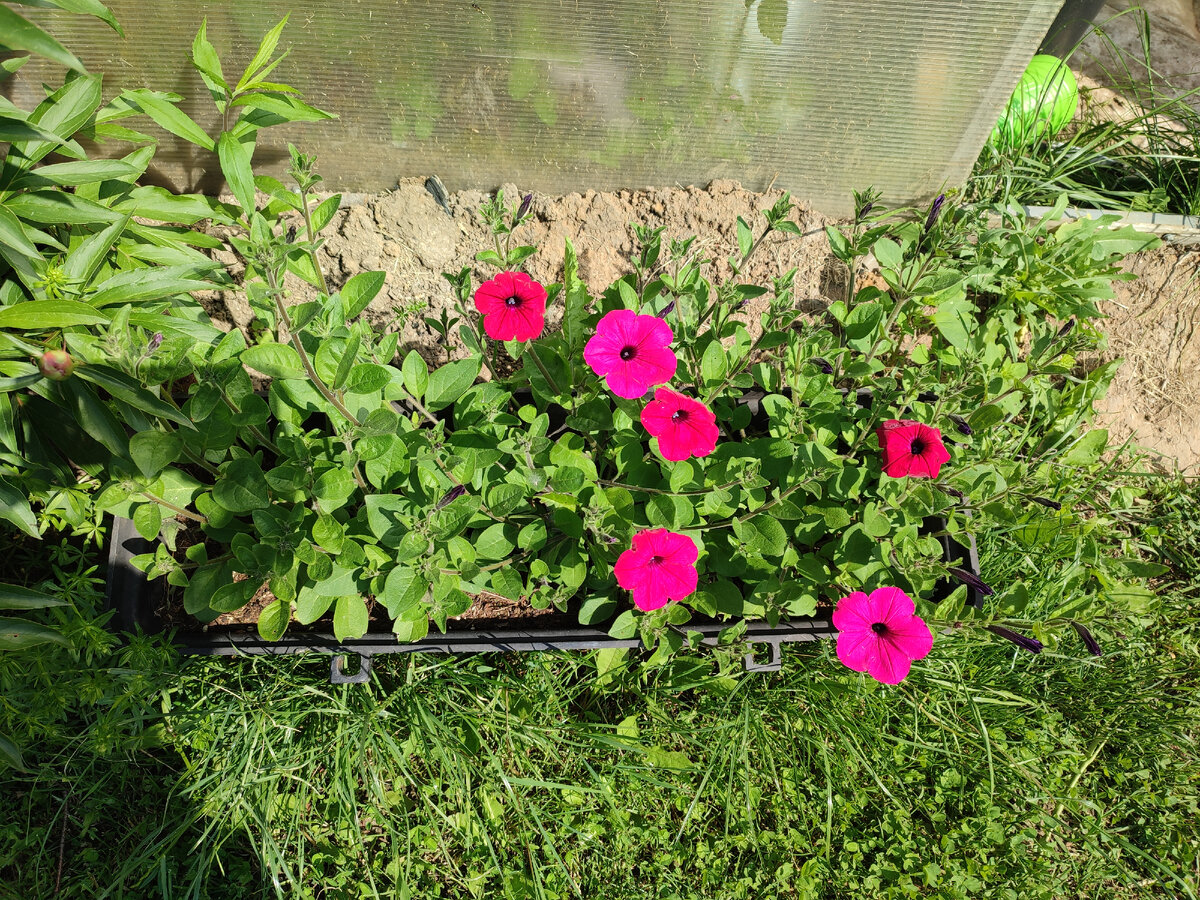 Распускаются петунии, скоро будет совсем красиво