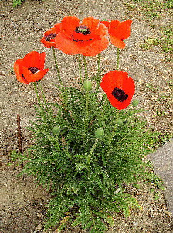 Мак Papaver. Мак Восточный Papaver листья. Мак Восточный многолетний. Мак Восточный (Papaver orientale l.).