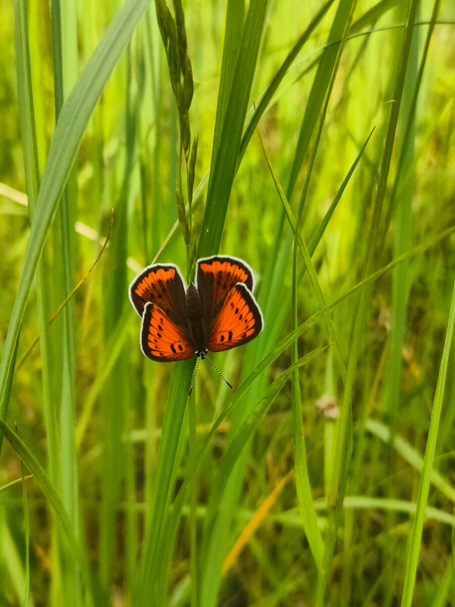 Образец  открытого грунта.
