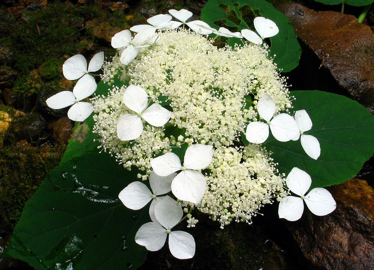 Пепельная гортензия