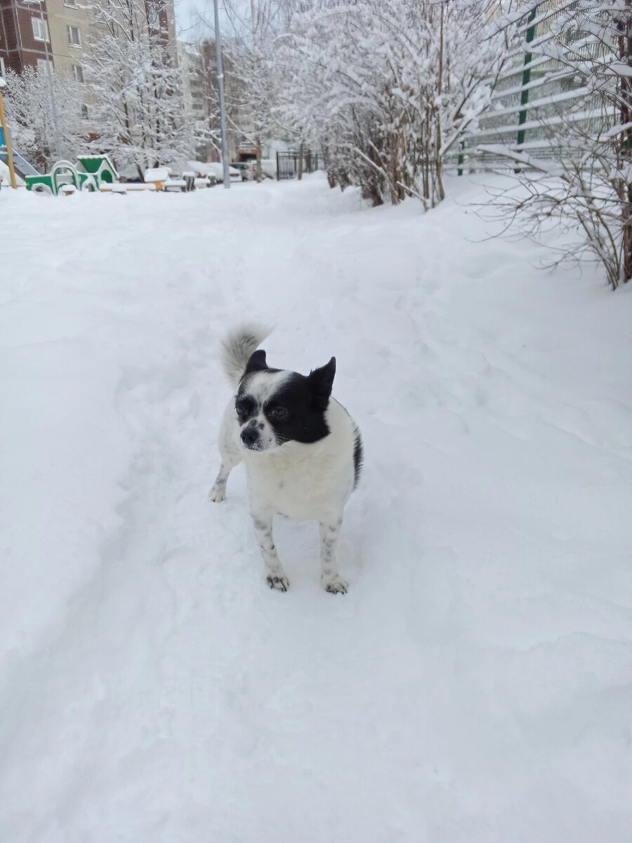 Бася самостоятельный мальчик, не любит гулять на поводке