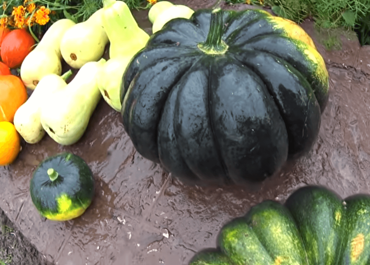 Садим тыквы 👍: совместное выращивание разных сортов - возможно ли переопыление