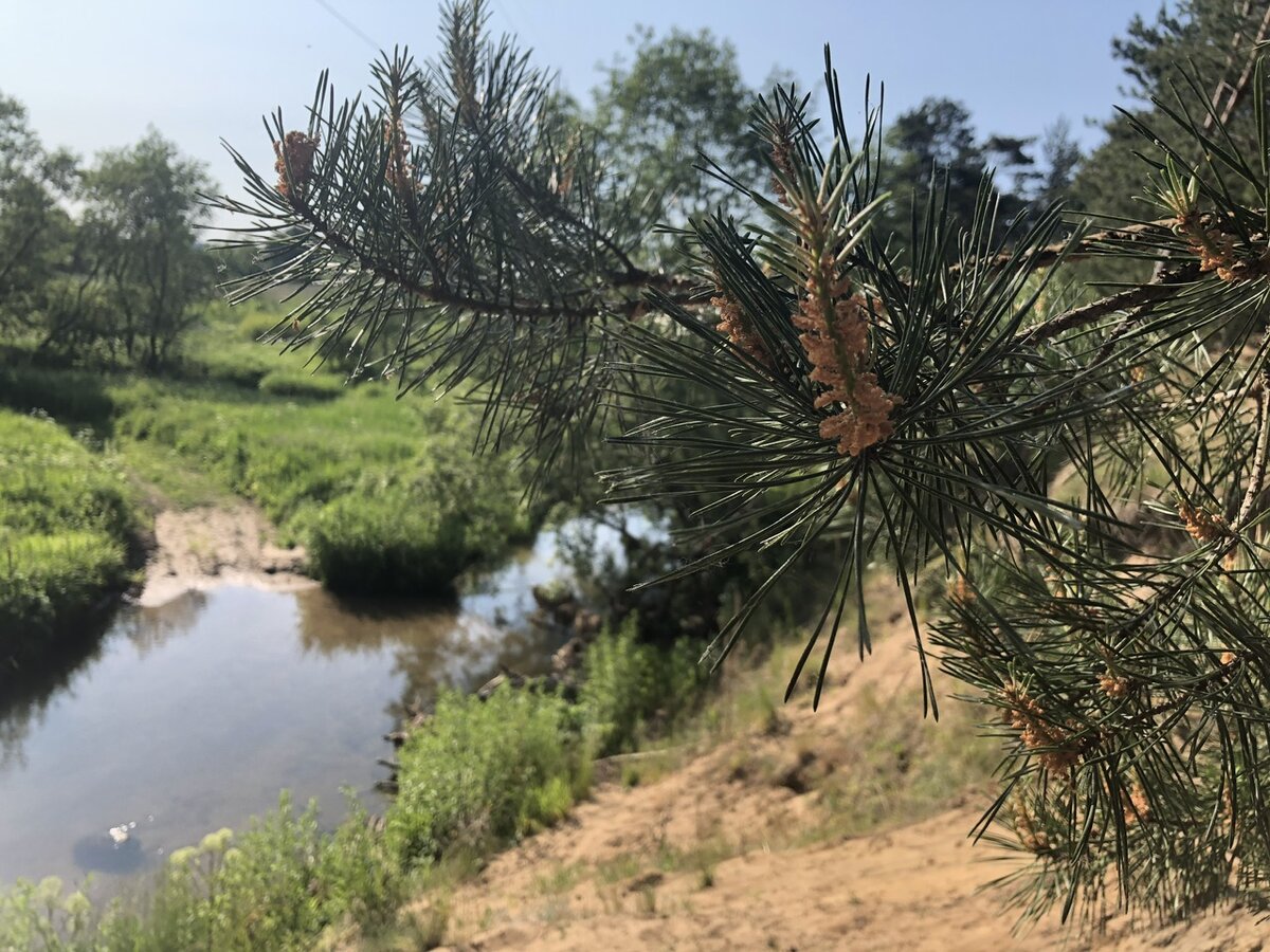 Все сосны в пыльниках