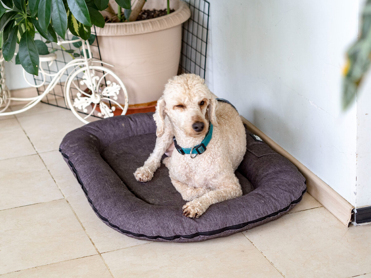 Подглядывает 