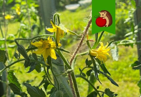 Зацвели помидоры: чем полить и опрыскать их, чтобы завязей было больше, онине опадали, урожай был богаче