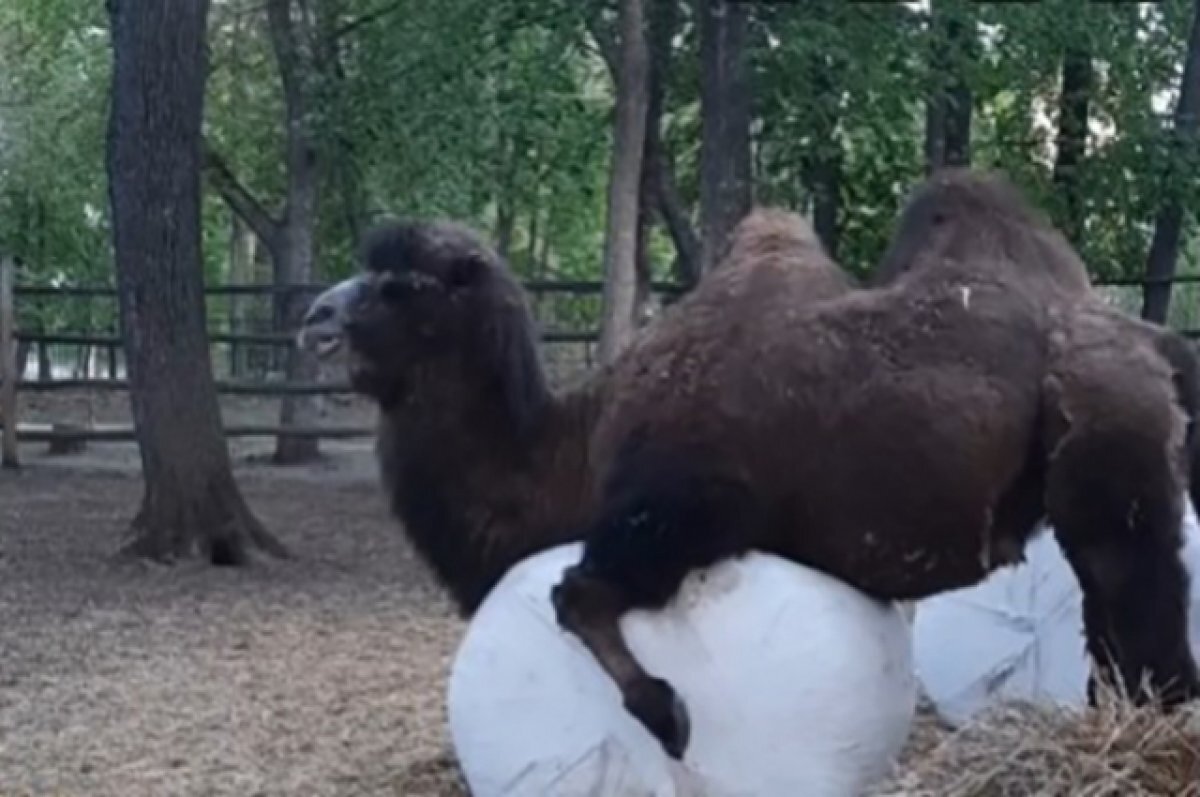    Зоопарк в поселке Управленческий Самары получил лицензию