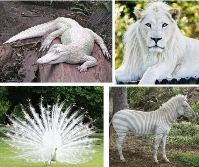 Дикие животные альбиносы. Животные альбиносы и меланисты. Зеброид альбинос. Необычные животные. Альбинизм у животных.