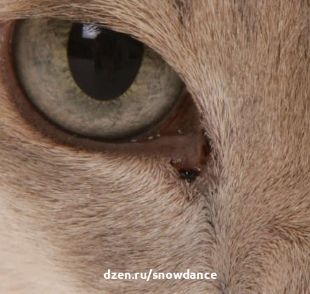 Коричневые выделения из глаз у кошек
