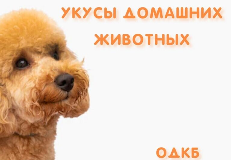    В Оренбурге за две недели домашние животные покусали 19 детей Кристина Просвиркина