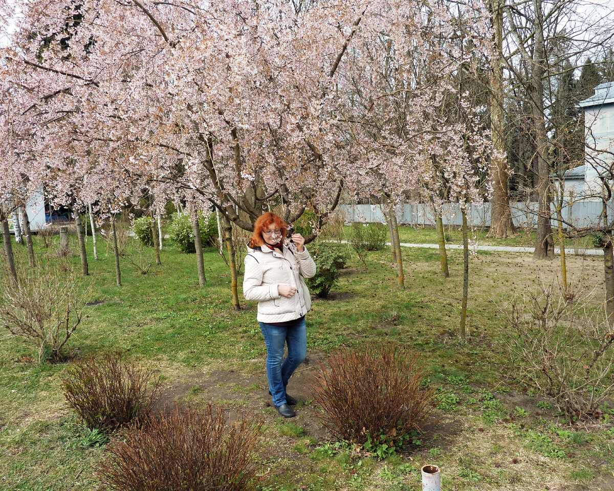 Середина марта, Цветет сакура вишня в парке санаториев Горячего Ключа.