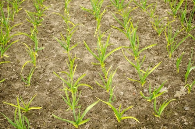 Фотография взята из источника yandex.ru