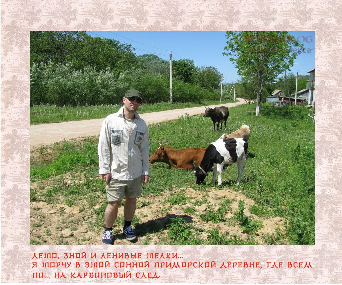 Хокку             Лето           Деревня            Коровы