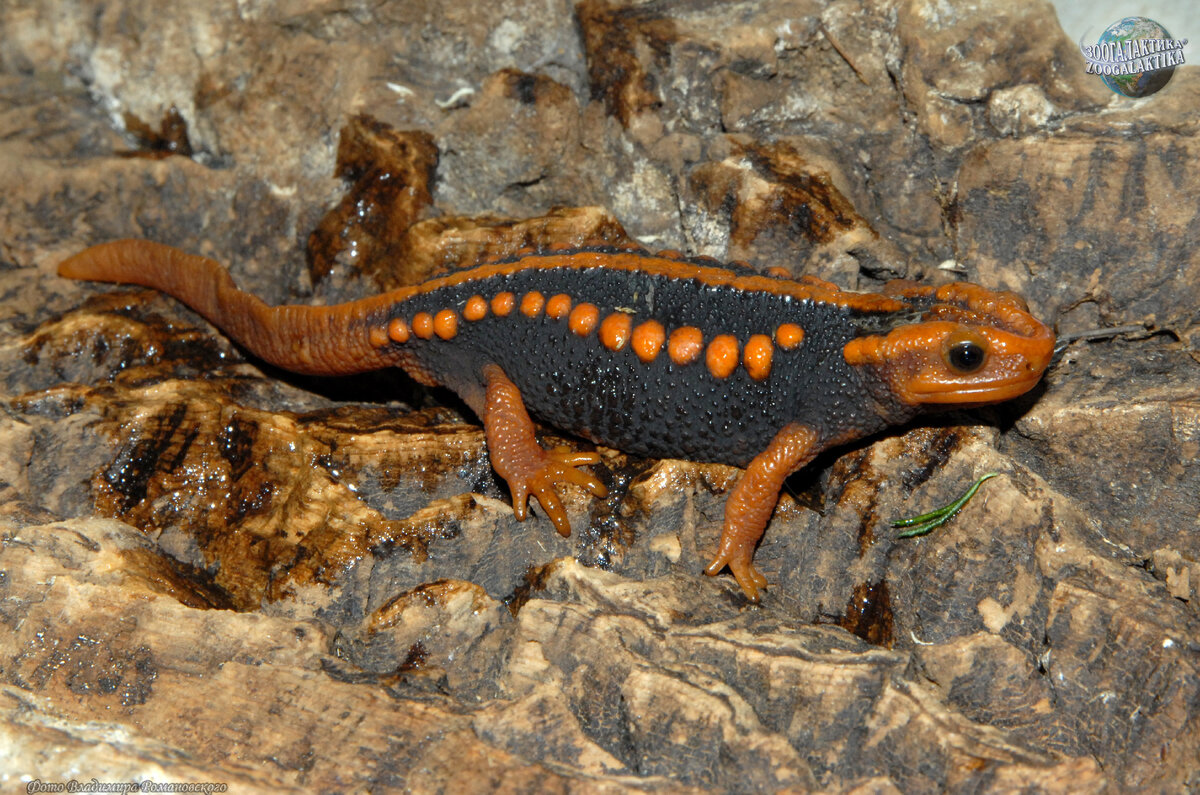 Крокодиловая саламандра - это большая саламандра, которая обитает в Китае. Они имеют цвет от красного до черного и могут достигать длины до 1,8 метра.
